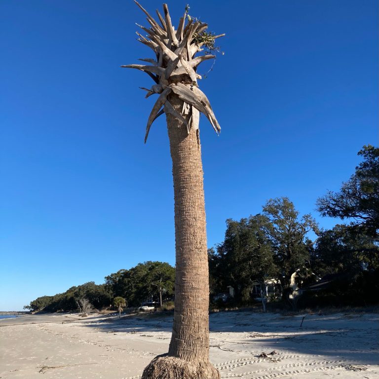 Winter in the Low Country